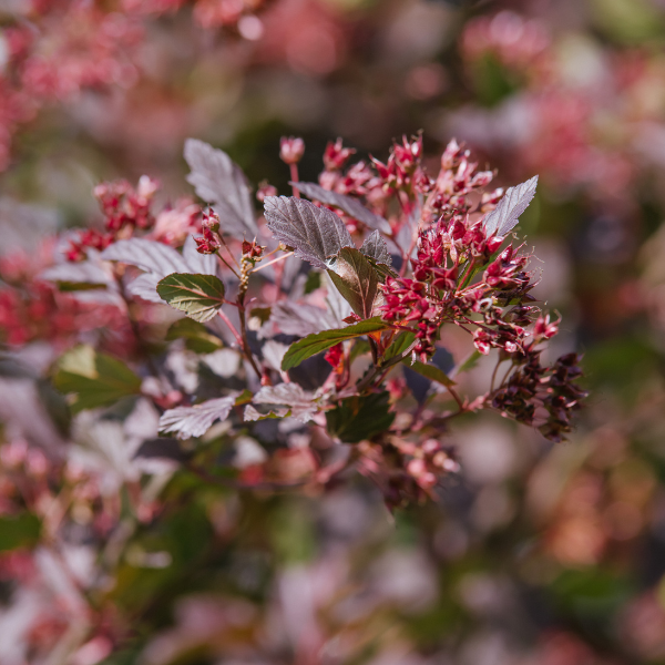 Physocarpe à feuilles d'Obier 'Little Red Joker' - Physocarpus opulifolius 'Little Red Joker'