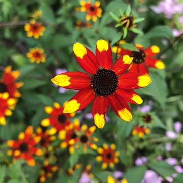 Rudbéckia à 3 feuilles rouge et jaune - Rudbeckia triloba 'Prairie Glow'