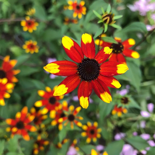 Rudbéckia à 3 feuilles rouge et jaune - Rudbeckia triloba 'Prairie Glow'