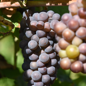 Vigne Cardinal - Vitis vinifera Cardinal