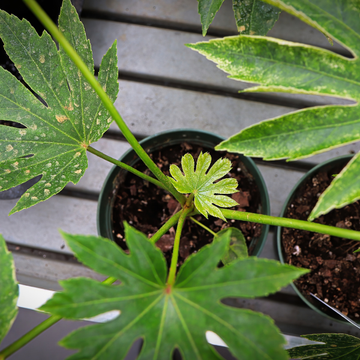 Fastia Japonica