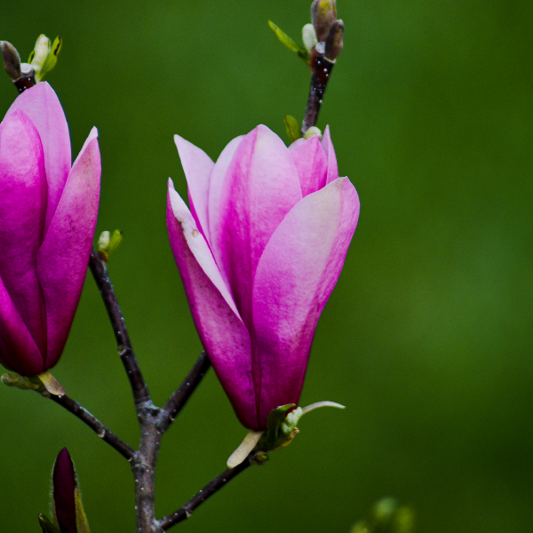 Magnolia Betty