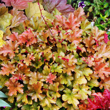 Heuchère 'Marmalade' -  Heuchera 'Marmalade'