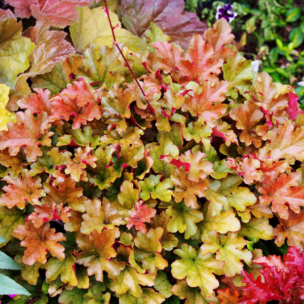 Heuchère 'Marmalade' -  Heuchera 'Marmalade'