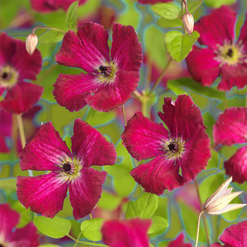 Clematis Viticella Rubra