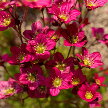 Saxifrage Arendsii Touran Scarlet- Saxifraga Arendsii Touran scarlet