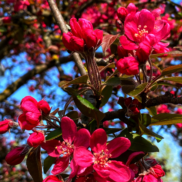 Pommier d'ornement 'Liset' - Malus 'Liset'