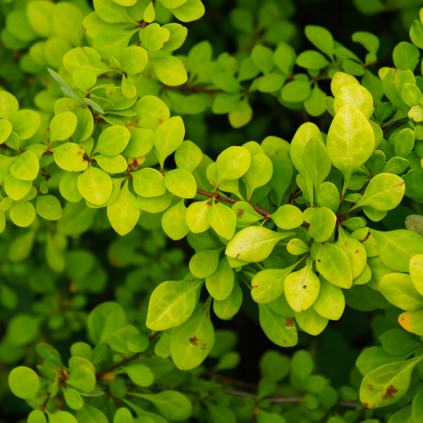Épine-vinette de Thunberg 'Maria'® - Berberis thunbergii 'Maria®'