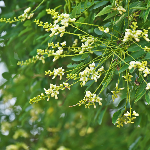 Arbre des pagodes - Sophora Japonica