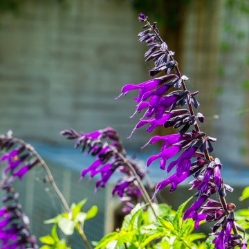 Sauge 'Amistad' - Salvia x 'Amistad'