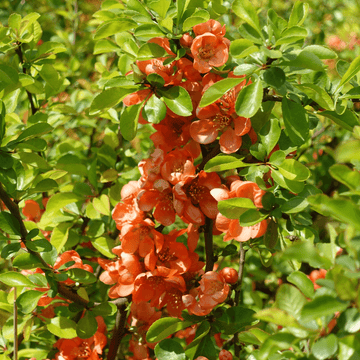 Cognassier du Japon speciosa Cameo - Chaenomeles Japonica speciosa Cameo