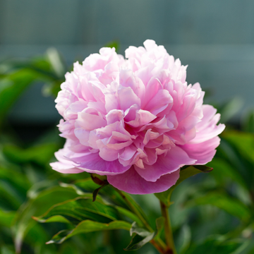 Pivoine De Chine 'Jadwiga' -  Paeonia Lactiflora 'Jadwiga'