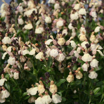 Sauge 'Melen' - Salvia jamensis 'Melen'