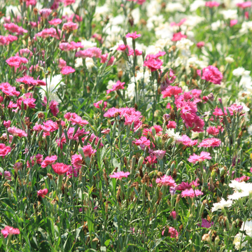 Oeillet des fleuristes - Dianthus caryophyllus