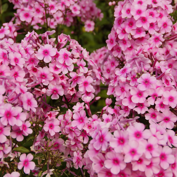 Phlox rampant 'Sweet seduction pink' - Phlox stolonifera 'Sweet seduction pink'