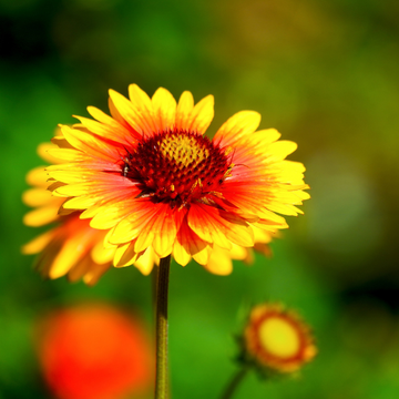 Gaillarde vivace 'Kobold' - Gaillardia aristata 'Kobold'