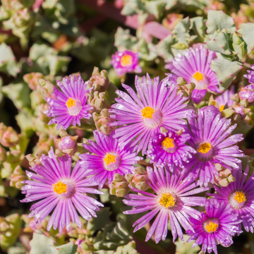 Pourpier 'Jewel Of Desert Opal' - Delosperma 'Jewel Of Desert Opal'