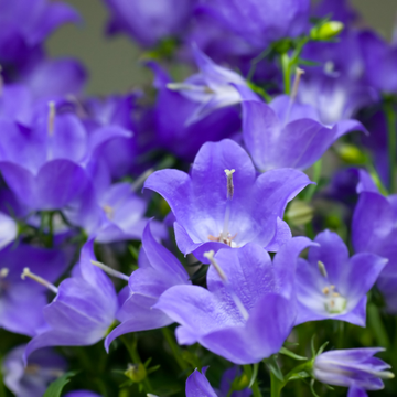Campanule Campanello Bleu - Campanula Campanello Blue