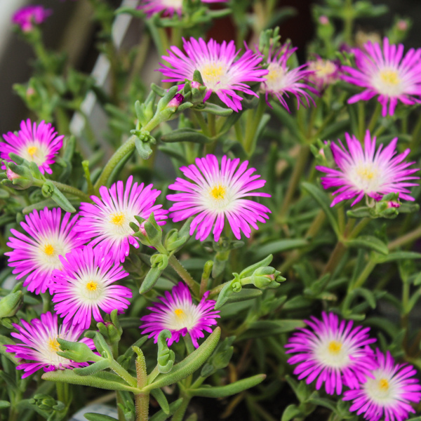 Pourpier Vivace Violet Foncé Coeur Violet Pâle - Delosperma 'Wow Violet Wonder'