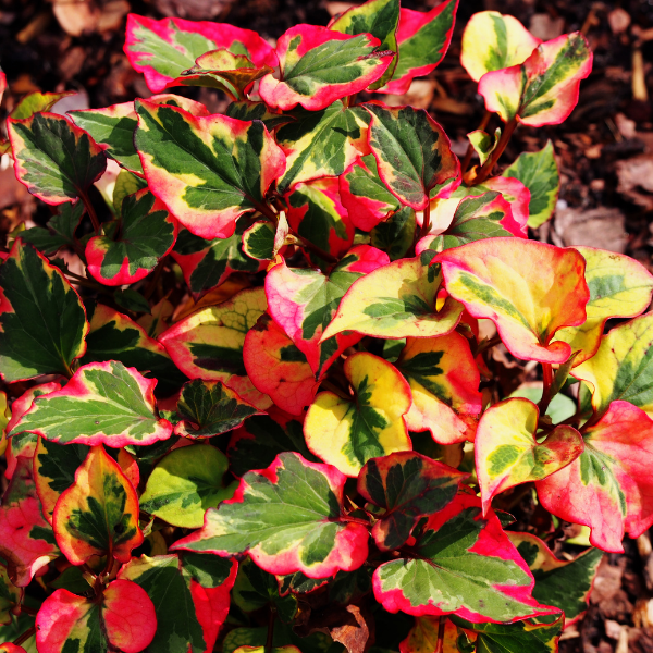 Houttuynia cordata 'Chamaeleon' - Houttuynia cordata 'Chamaeleon'