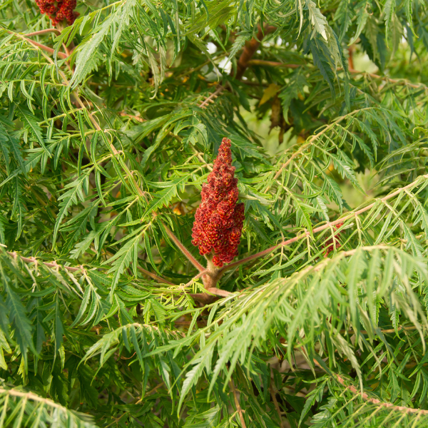 Sumac de Virginie - Rhus typhina