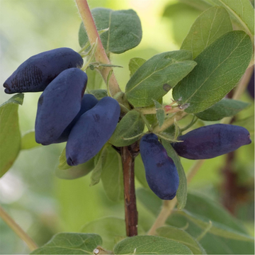 Lonicera k. Altaj
