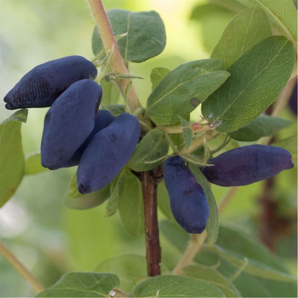 Lonicera k. Altaj
