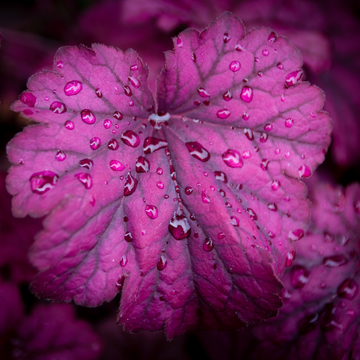 Heuchère 'Pink Panther' - Heuchera 'Pink Panther'