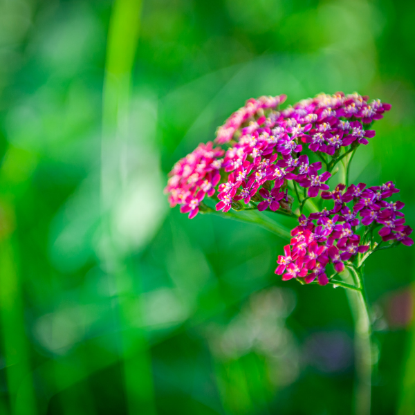 Achillée Millefeuille 'Cerise Queen' - Achillea Millefolium 'Cerise Queen'