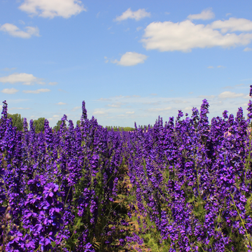 Pied d'alouette géant en mélange - Delphinium hybride giant pacific 'Mixture'