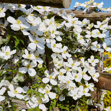Clématite des montagnes 'Spooneri' - Clematis montana 'Spooneri'