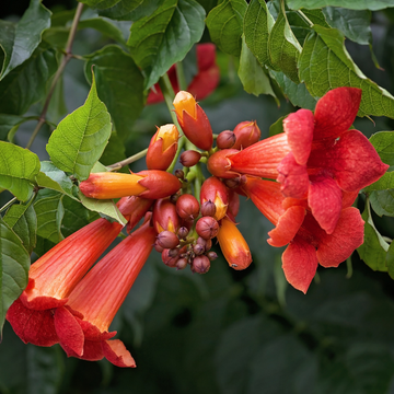Bignone 'Summer Jazz Fire'® - Campsis tagliabuana 'Summer Jazz Fire®'
