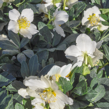 Rose de Noël 'Christmas Carol Basalt ' -  Helleborus niger 'Christmas Carol Basalt '