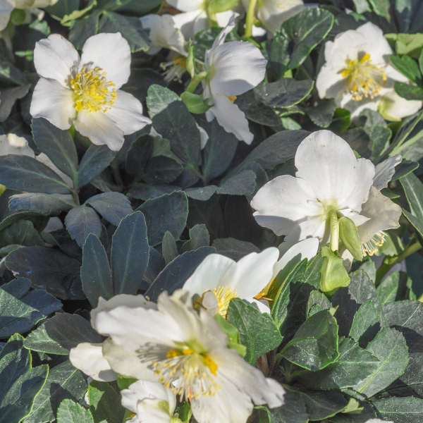Rose de Noël 'Christmas Carol Basalt ' -  Helleborus niger 'Christmas Carol Basalt '