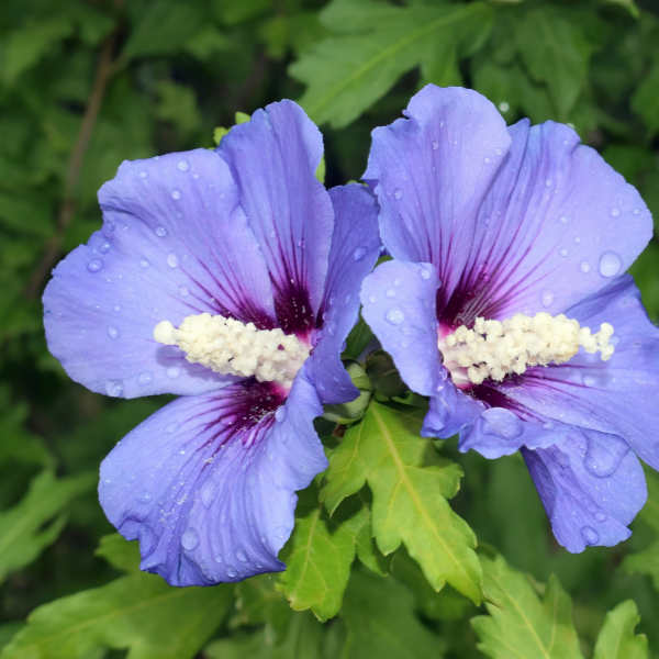 Hibiscus syriacus Ultramarine® 'Minultra'