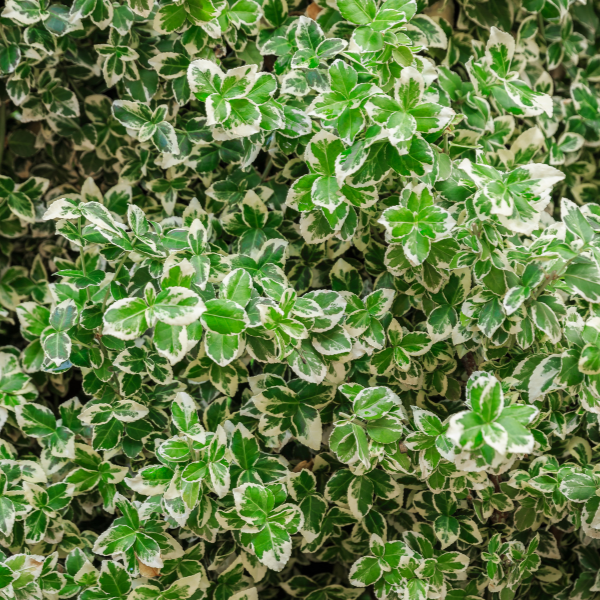 Fusain persistant 'Silver Queen' - Euonymus fortunei 'Silver Queen'