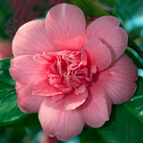 Camélia du Japon 'Scentsation' - Camellia japonica 'Scentsation'