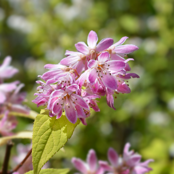 Deutzia 'Raspberry Sundae' - Deutzia 'Raspberry Sundae'