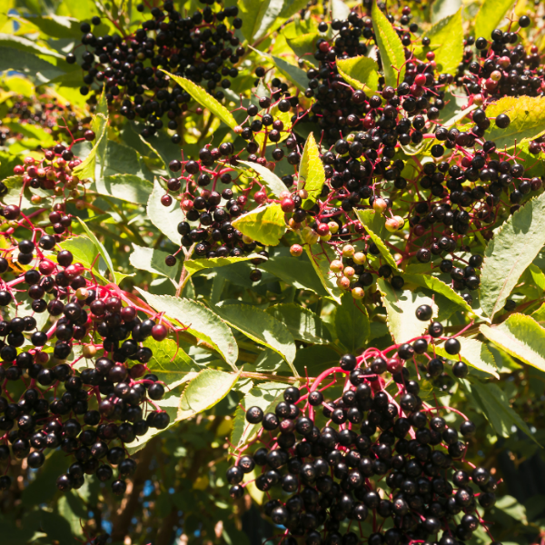 Sureau noir 'Haschberg' - Sambucus nigra 'Haschberg'