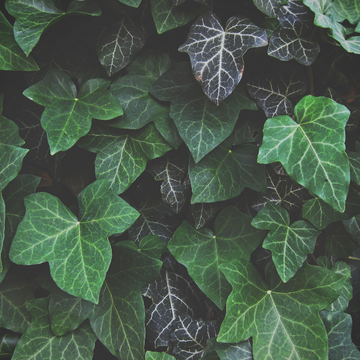 Lierre commun - Hedera helix