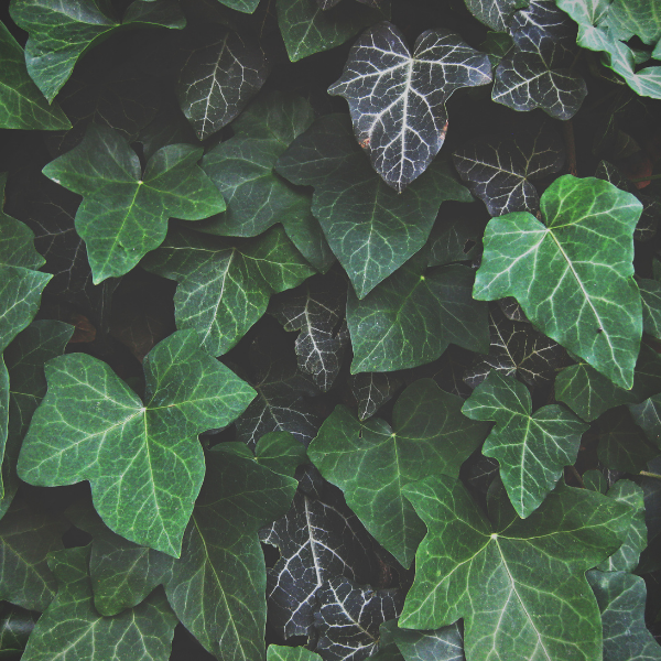 Lierre commun - Hedera helix