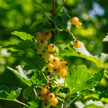 Groseiller 'Werdavia' - Ribes Rubrum 'Werdavia'