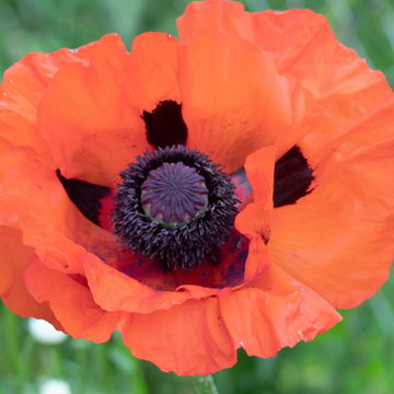 Papaver Orientale Beauty Of Livermere