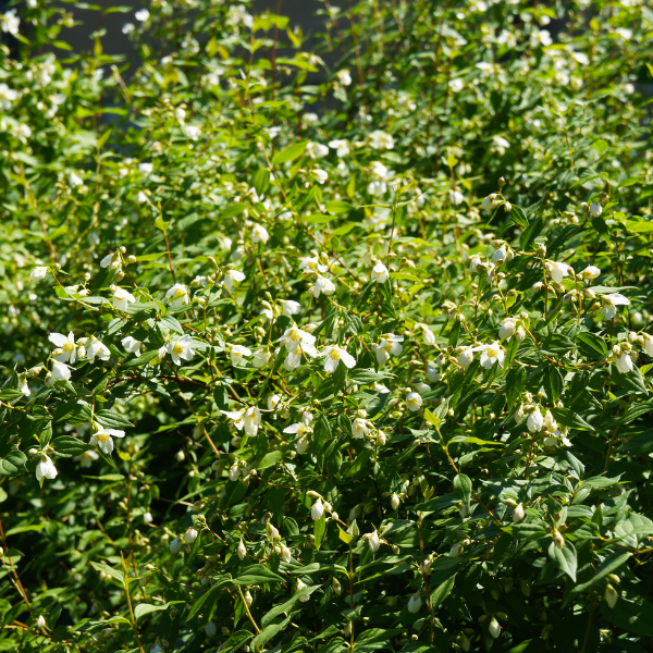 Seringat Silberregen - Philadelphus x Lemoinei Silberregen