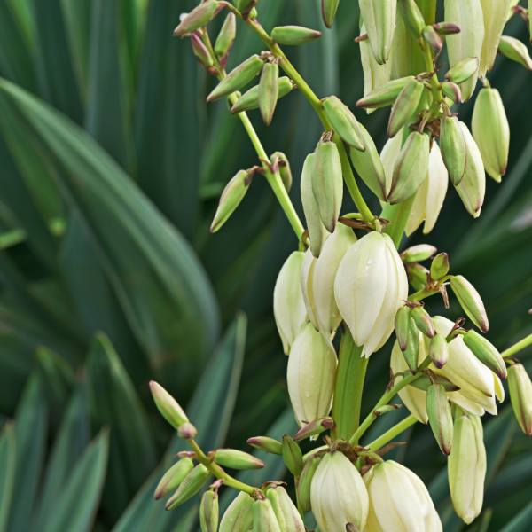 Yucca Gloriosa Variegata - Yucca Gloriosa 'Western desert dreams'
