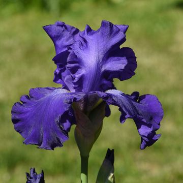 Iris des jardins 'tuxedo' - Iris germanica 'Tuxedo'