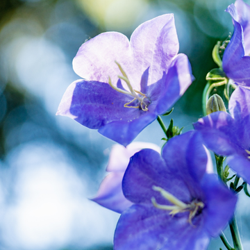 Campanule pyramidale bleue - Campanula pyramidalis 'blue'