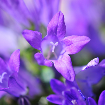 Campanula Addenda
