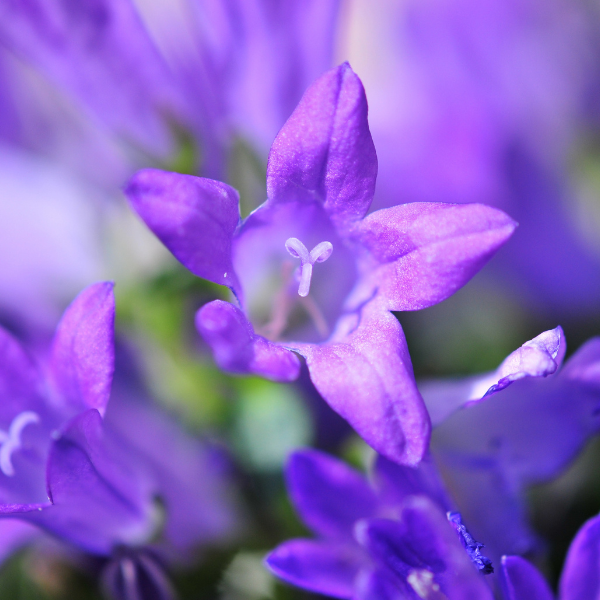 Campanula Addenda