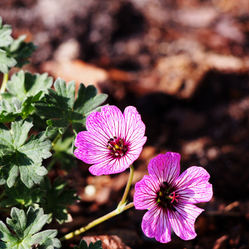 Geranium cinereum 'Splendens'- Geranium cinereum 'Splendens'